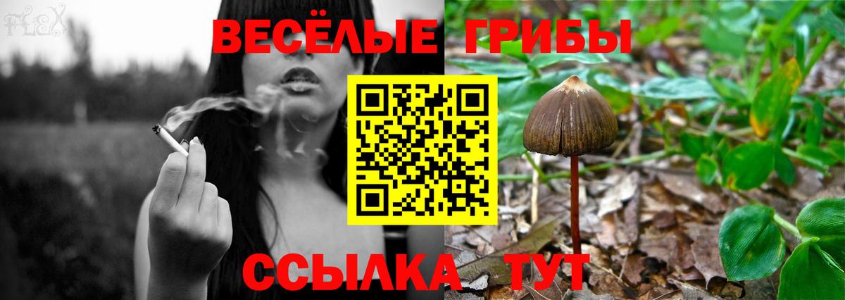 Каменск-Шахтинский  где найти   Вход с VPN  Галлюциногенные грибы мицелий 